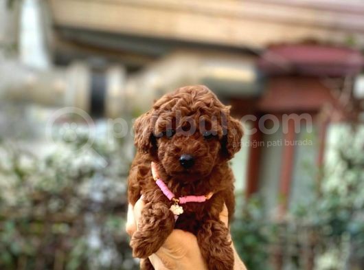 Orijinal Toy Poodle Bebeklerim
