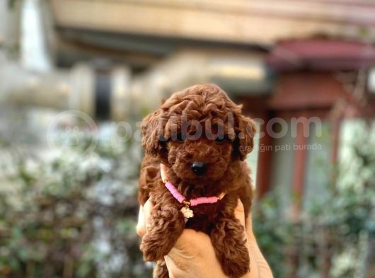 Orijinal Toy Poodle Bebeklerim görsel