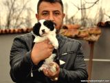 Safkan Border Collie Yavruları Burkemden