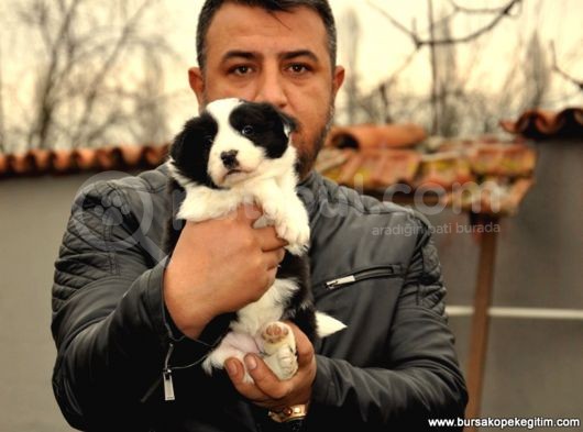 Safkan Border Collie Yavruları Burkemden görsel