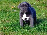 Cane Corso Yavrularimiz