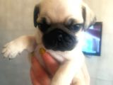 Irk Ve Sağlık Garantili Pug Yavrularım