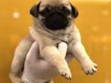 Pug Mops Yavrularimiz Tesli̇me Hazir