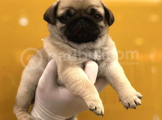 Pug Mops Yavrularimiz Tesli̇me Hazir görsel