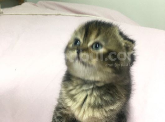 Fındığımın Fındığı