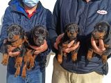 Irk Ve Sağlık Garantili Doberman Bebeklerimiz