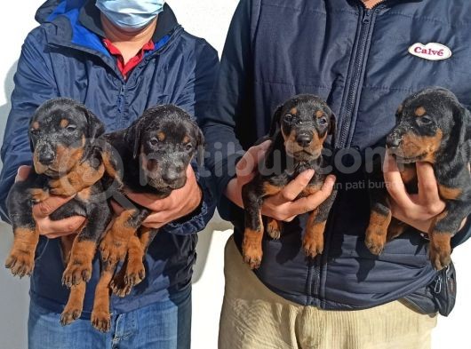 Irk Ve Sağlık Garantili Doberman Bebeklerimiz görsel