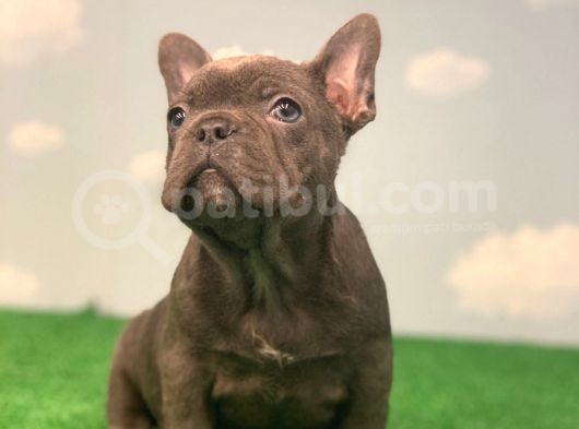 Safkan Blue French Bulldog Erkek