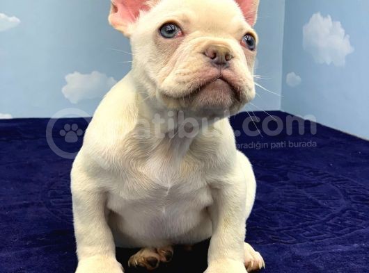Muhteşem Kali̇te Plati̇n French Bulldog