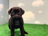 ÜST KALİTE SİYAH ERKEK PUG YAVRULARI