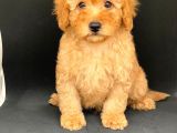 oRJİNAL APRİCOT POODLE ERKEK YAVRULAR EV YAVRULARI