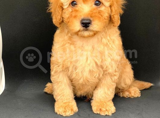 Orji̇nal Apri̇cot Poodle Erkek Yavrular Ev Yavrulari