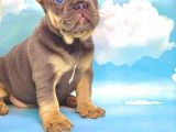 bLUE TAN ERKEK FRENCH BULLDOG