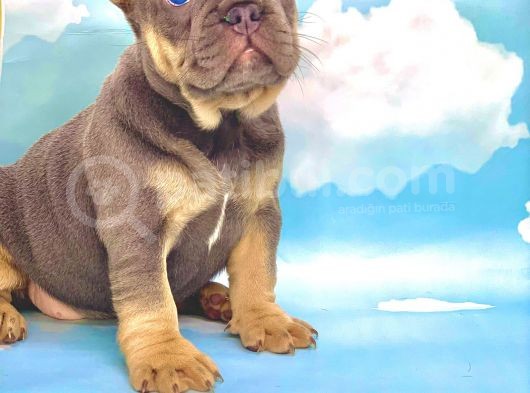 Blue Tan Erkek French Bulldog