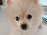 Aşılı Ve Çipi Takılı Pomeranian