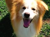 Secereli Border Collie Yavrularımız