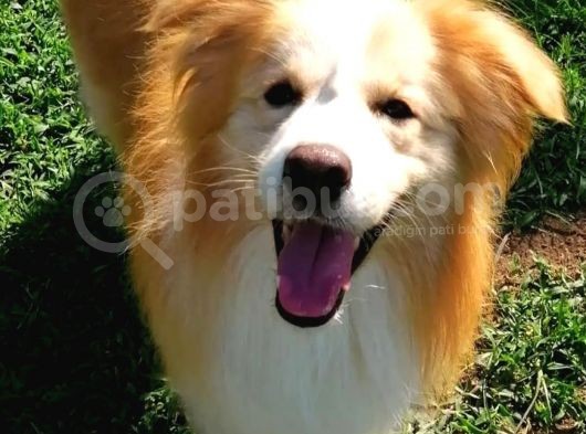 Secereli Border Collie Yavrularımız görsel
