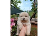 Chow chow/ çin aslanı yavrular