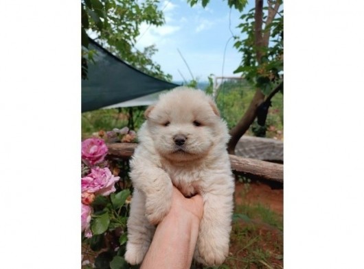 Chow Chow/ Çin Aslanı Yavrular