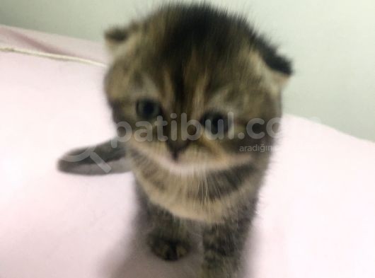 Fındığımın Fındığı görsel