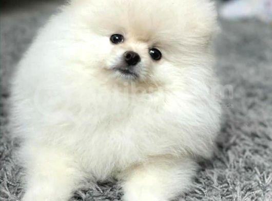 Pamuk Pomeranian Boo Yavrusu görsel