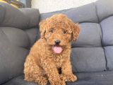 Muhteşem Kali̇te Toy Poodle Bebekler