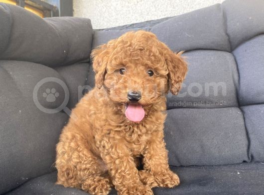 Muhteşem Kali̇te Toy Poodle Bebekler görsel