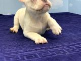 Muhteşem Kali̇te Plati̇n French Bulldog