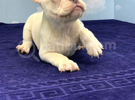 Muhteşem Kali̇te Plati̇n French Bulldog görsel