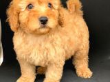 Orji̇nal Apri̇cot Poodle Erkek Yavrular Ev Yavrulari