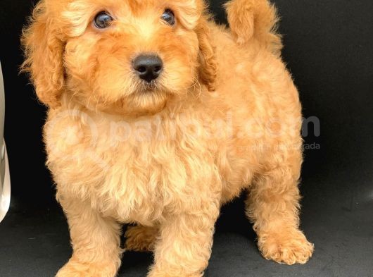 Orji̇nal Apri̇cot Poodle Erkek Yavrular Ev Yavrulari görsel