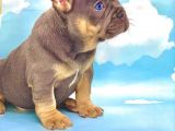 Blue Tan Erkek French Bulldog