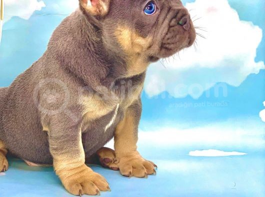 Blue Tan Erkek French Bulldog görsel