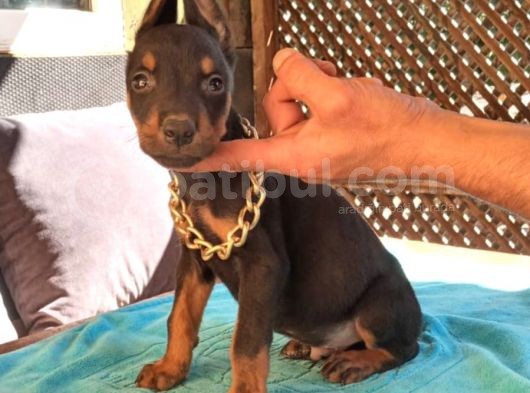 Irk Ve Sağlık Garantili Doberman Bebeklerimiz