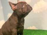 Safkan Blue French Bulldog Erkek