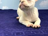 Muhteşem Kali̇te Plati̇n French Bulldog
