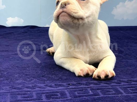 Muhteşem Kali̇te Plati̇n French Bulldog görsel