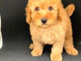 Orji̇nal Apri̇cot Poodle Erkek Yavrular Ev Yavrulari