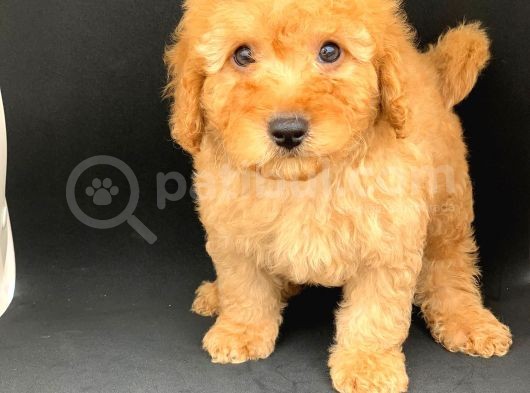Orji̇nal Apri̇cot Poodle Erkek Yavrular Ev Yavrulari görsel