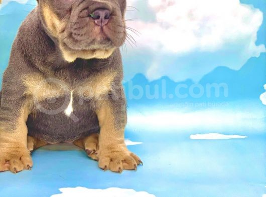 Blue Tan Erkek French Bulldog görsel