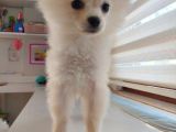 Aşılı Ve Çipi Takılı Pomeranian