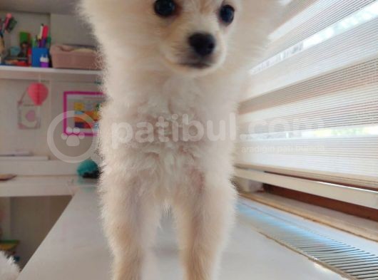 Aşılı Ve Çipi Takılı Pomeranian görsel