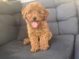 Muhteşem Kali̇te Toy Poodle Bebekler