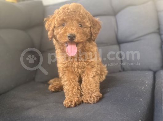 Muhteşem Kali̇te Toy Poodle Bebekler görsel