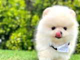 Safkan Pomerani̇an Boo Yavrular
