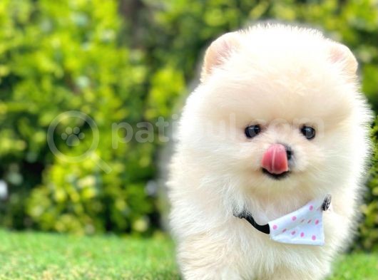 Safkan Pomerani̇an Boo Yavrular görsel