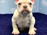 Muhteşem Kali̇te Plati̇n French Bulldog