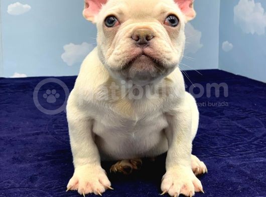 Muhteşem Kali̇te Plati̇n French Bulldog görsel