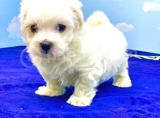 Mi̇ni̇ci̇k Bi̇r Di̇şi̇ Maltese Terri̇er Bebek