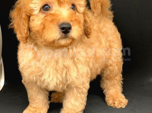 Orji̇nal Apri̇cot Poodle Erkek Yavrular Ev Yavrulari görsel